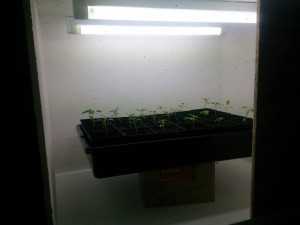 Growbox