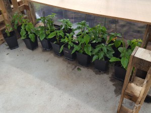 20160423_124255