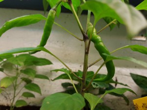 20160420_173705