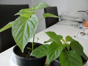 BILD0010 (1)