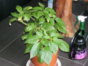 BILD0010 (2)