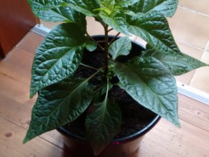 IMG_20160424_142950916