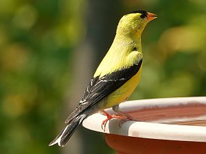 Goldfinch / Goldzeisig