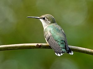 Kolibri