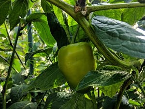 IMG_20180806_092700