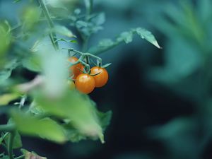Johannisbeertomate Orange