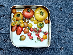 Tomaten-Ernte 2018-08-06