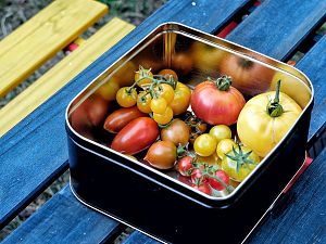 Tomaten-Ernte 2018-08-06