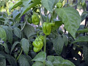 Untermieter von Rocoto