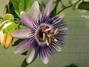 2018_08_05_Passiflora