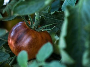 2018_08_08_Alices Dream