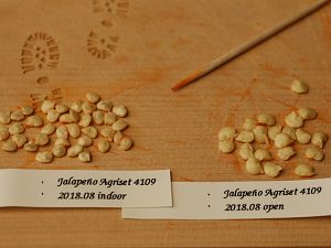 20180804-jalapeno-agriset-4109-HM6C3763