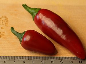 20180804-jalapeno-agriset-4109-HM6C3760