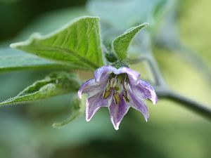 20180809-rocoto-p360-HM6C3843