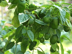 20180809-rocoto-cuencano-HM6C3840