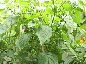 20180810-bhut-orange-copenhagen-HM6C3872
