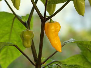 20180810-bhut-golden-f1-HM6C3861