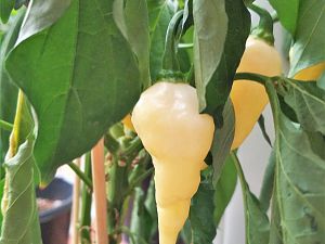 IMG_20180810_185941