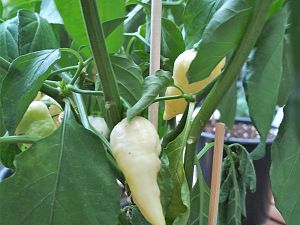 IMG_20180810_185953