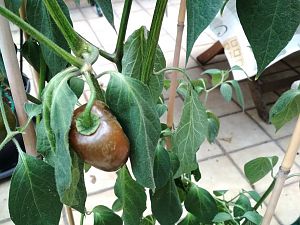 IMG_20180810_190044