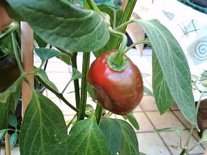 IMG_20180811_083546