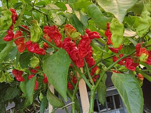 IMG_20180802_062641