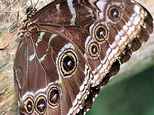 Papiliorama 21