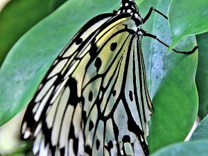 Papiliorama 22