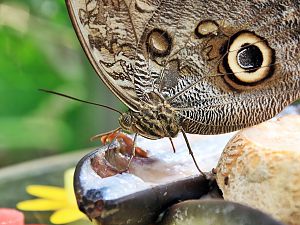 Papiliorama 24