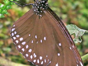 Papiliorama 25