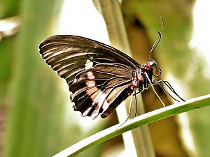 Papiliorama 29
