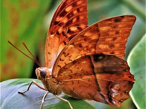 Papiliorama 213