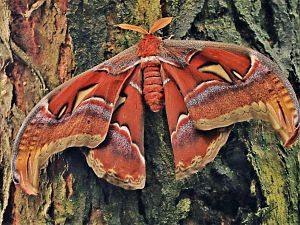 Papiliorama 215