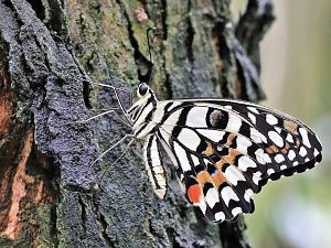 Papiliorama 218
