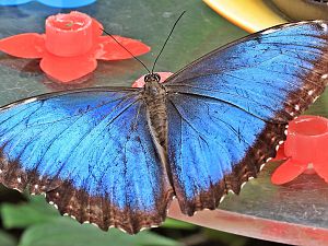 Papiliorama 227