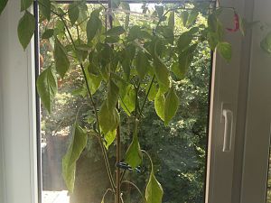 IMG_20180816_153035