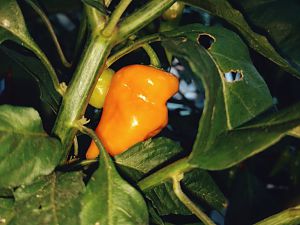 Fatalii Not That Green