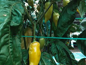 Aji Blanco Crystal