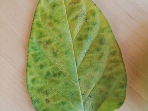 IMG_20180818_070922