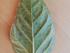 IMG_20180818_071011