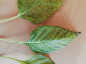 IMG_20180818_070909