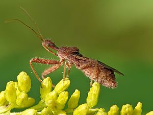 Bug_2