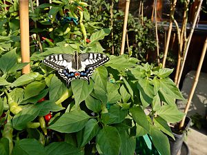 Wettbewerb Woche 33 Alfiwe1