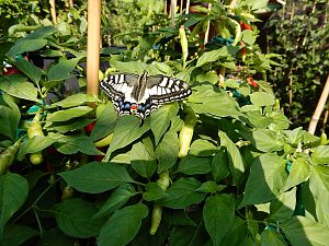 DSCN3692-D