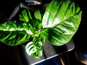 IMG_20180821_185227