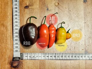 RBB, Montufar, Aji Largo, Pineapple, El Oro De Ecuador