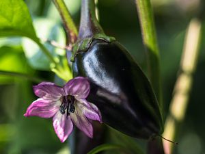 2018_08_23_purple Jalapeno