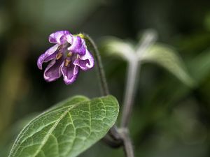 2018_08_23_bluete P360