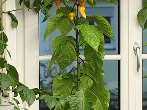 20180823-bhut-golden-HM6C4128