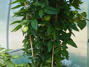 Pepino 2 28.8